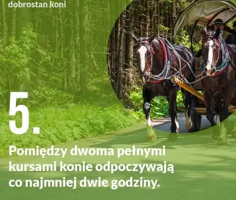 Dobrostan koni na trasie do Morskiego Oka – jakie zasady obowiązują?