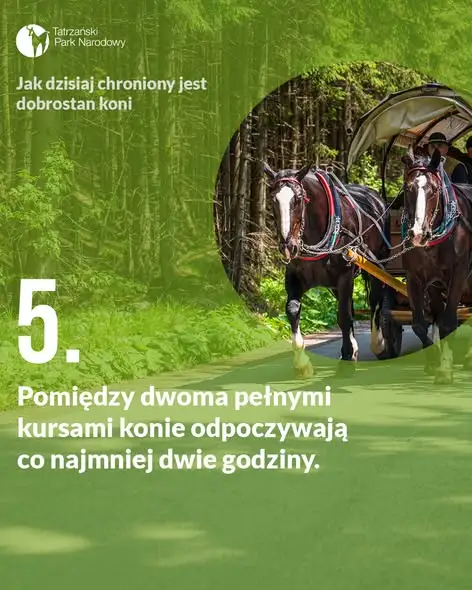 Dobrostan koni na trasie do Morskiego Oka – jakie zasady obowiązują?